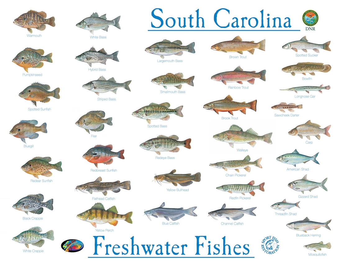 SCDNR freshwater fish poster.