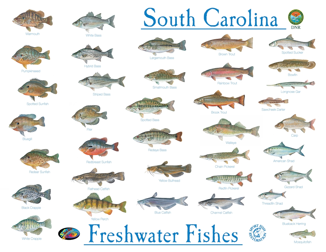 South Carolina Saltwater Fish Species Chart